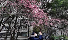 武汉大学“抗疫医护赏樱专场”3月19日开启