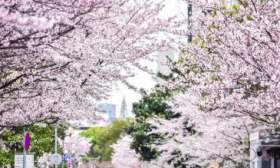 同济大学调整赏樱期间校园管理，3月23日起四平路校区有限开放