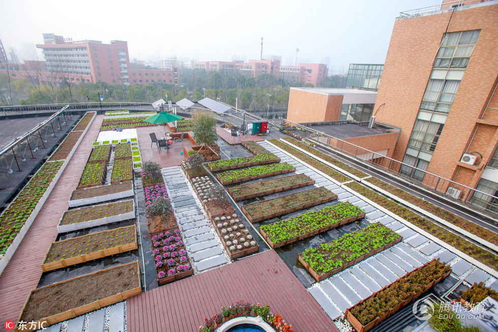 大学老师在教学楼顶建起“天空农场”-南京网络教育2.jpg