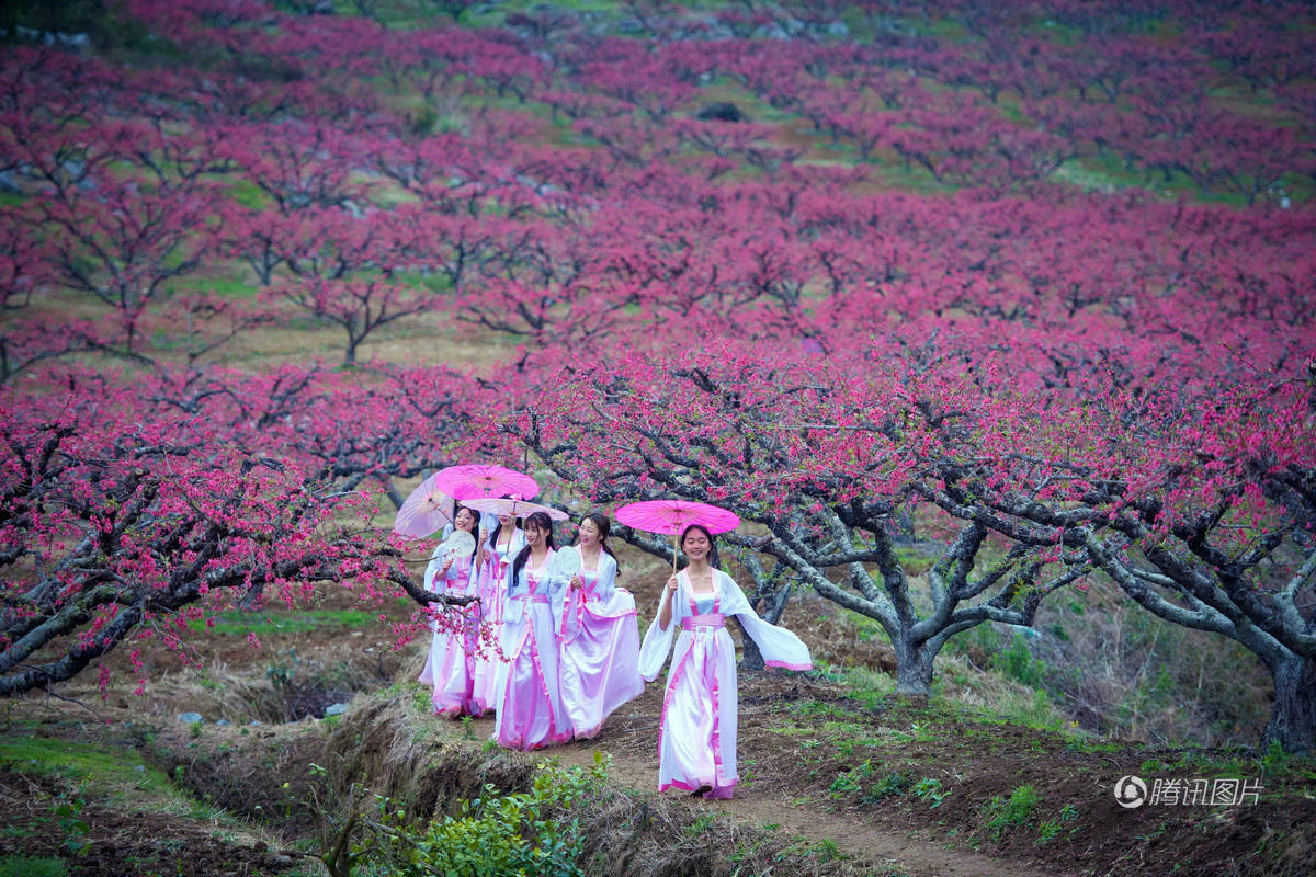 廣東連州桃花節(jié) 古裝女大學(xué)生花間吟詩(shī)吃酒-南京網(wǎng)絡(luò)教育