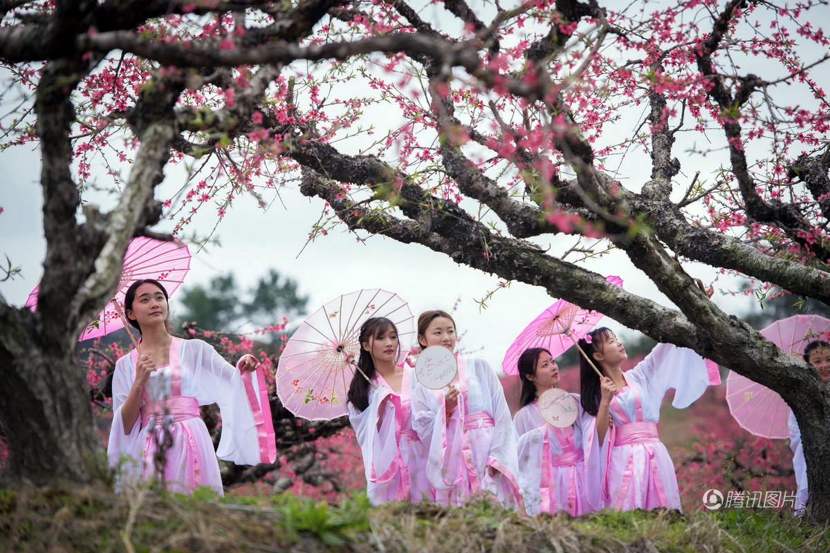 廣東連州桃花節(jié) 古裝女大學(xué)生花間吟詩(shī)吃酒-南京網(wǎng)絡(luò)教育