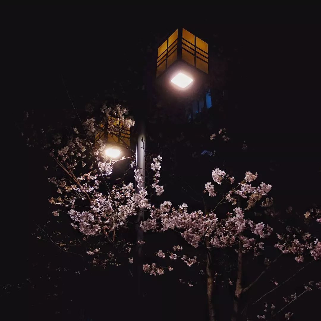 南京网络教育盛世嫡妃 凤轻 小说,古风君子以泽,盗墓笔记