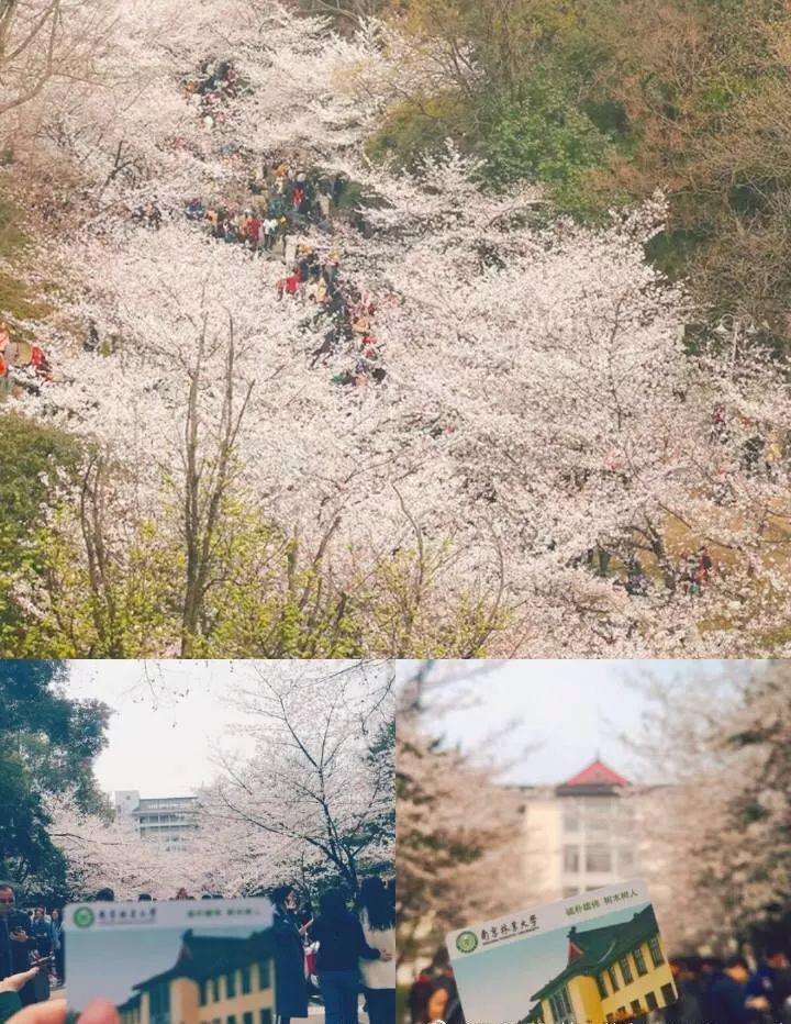 南京网络教育盛世嫡妃 凤轻 小说,古风君子以泽,盗墓笔记
