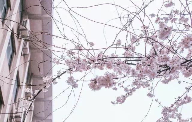 南京网络教育盛世嫡妃 凤轻 小说,古风君子以泽,盗墓笔记