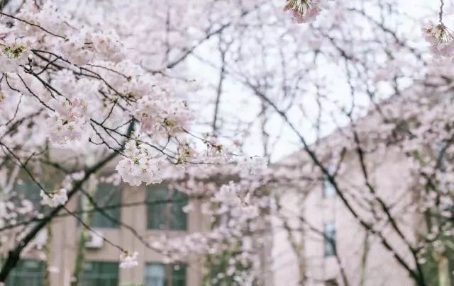 南京网络教育盛世嫡妃 凤轻 小说,古风君子以泽,盗墓笔记