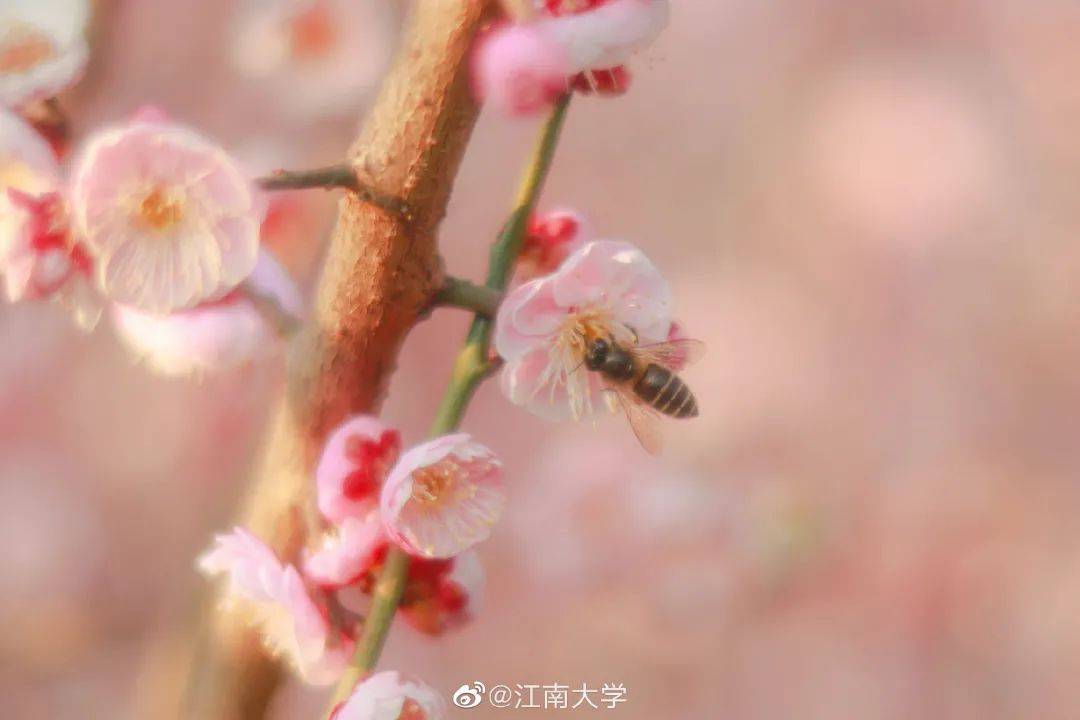 南京网络教育有声,古风,灵域