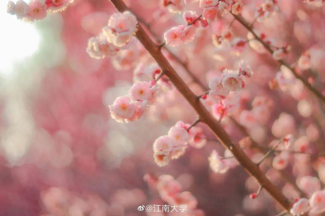 南京网络教育有声,古风,灵域