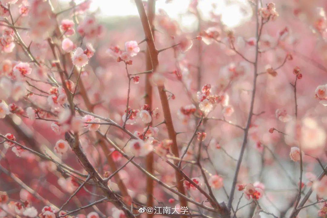 南京网络教育有声,古风,灵域