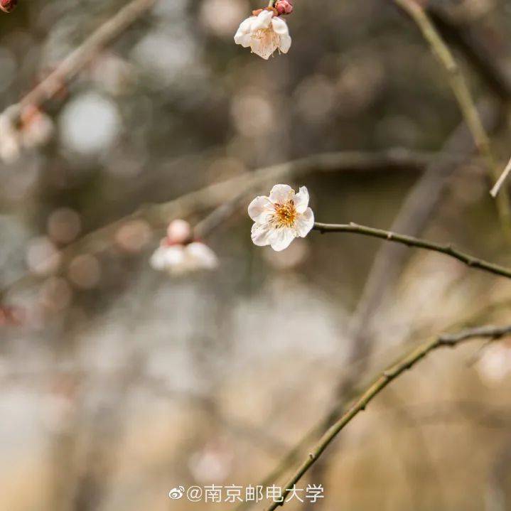 南京网络教育有声,古风,灵域