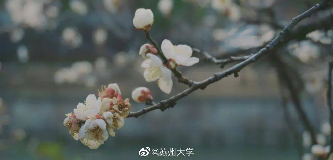 南京网络教育有声,古风,灵域