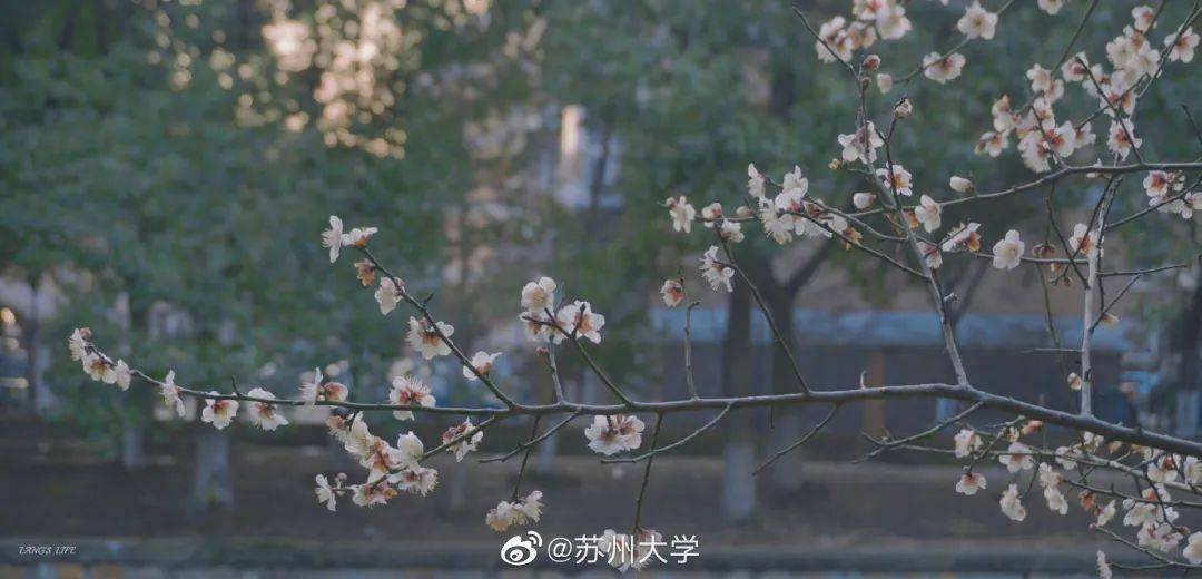 南京网络教育有声,古风,灵域