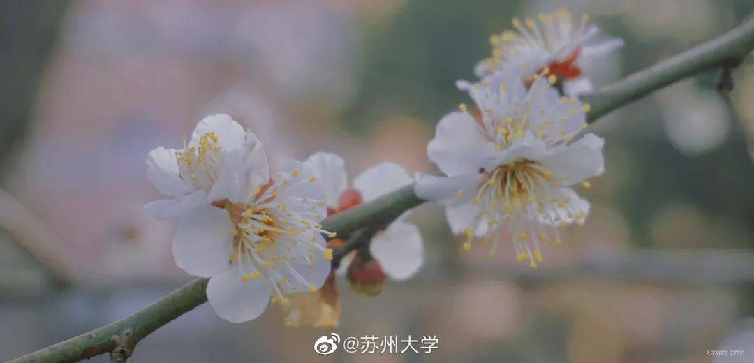 南京网络教育有声,古风,灵域