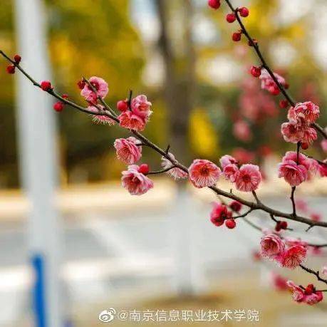 南京网络教育有声,古风,灵域