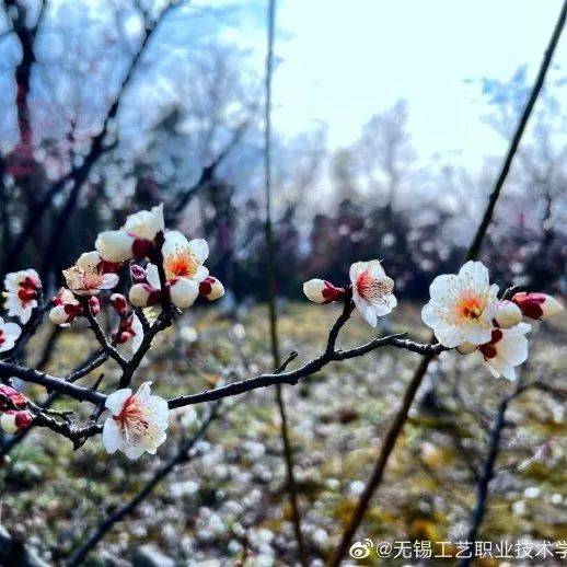 南京网络教育有声,古风,灵域