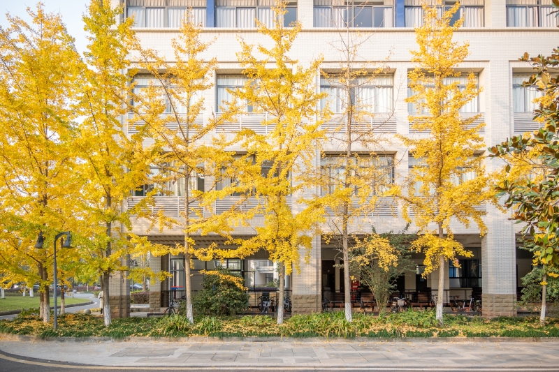 重慶大學(xué)校園內(nèi)，銀杏裝點秋日風(fēng)景。劉琪攝 