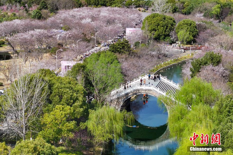 中國藥科大學櫻花滿園 師生走入其間“繪制”春日畫卷