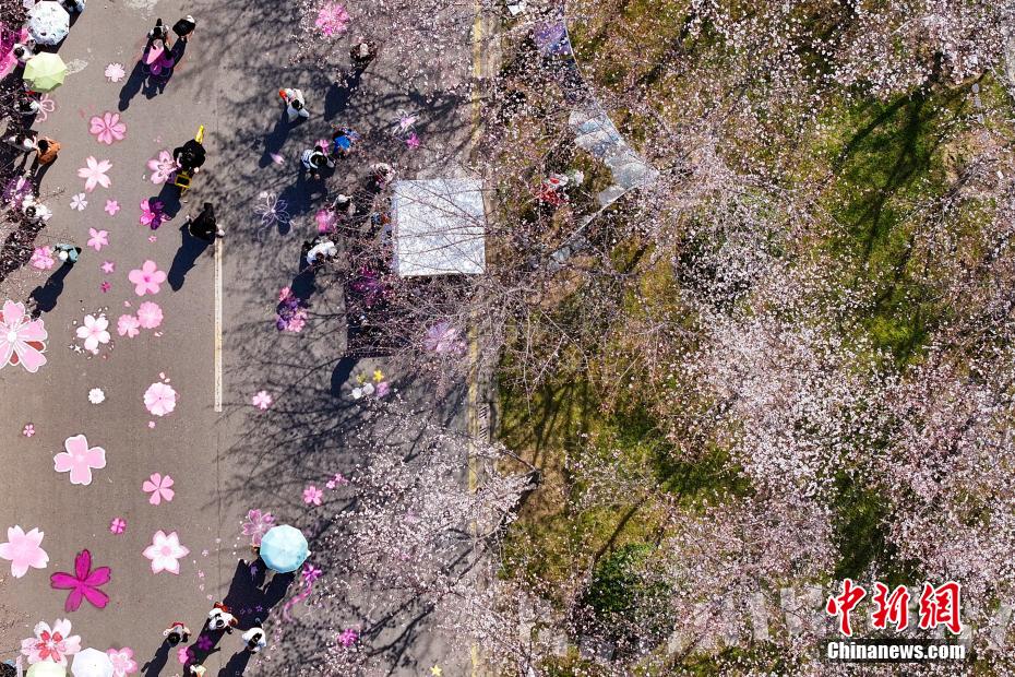 中國藥科大學櫻花滿園 師生走入其間“繪制”春日畫卷