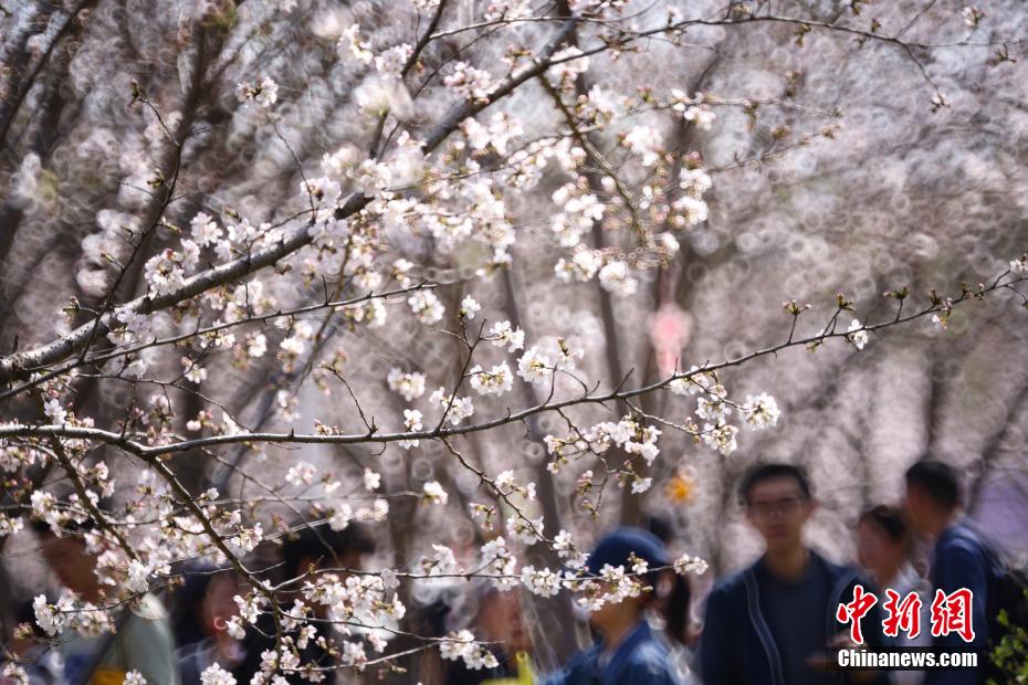 中國藥科大學櫻花滿園 師生走入其間“繪制”春日畫卷