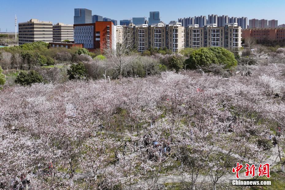 中國藥科大學櫻花滿園 師生走入其間“繪制”春日畫卷