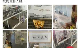 中传教师称学生毕业作品前摆花像上坟引争议