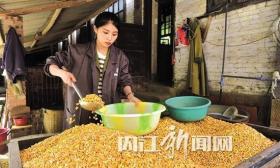 90后女大学生返乡养豪猪 年收入30万元(多图)