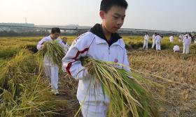 中学组织学生下地务农 校长：这对人生很有价值