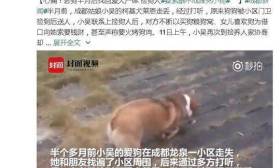 网传“师大老师摔死狗” 四川师范大学辟谣：非我校教职工