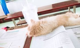 老师上课，猫咪直接在讲台上睡着，学生有猫不能撸还要上课太痛苦