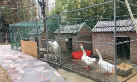 校园里养着大白鹅、老山羊……江苏这所小学的学生乐享“尚美”教育