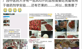 为做实验，广西一高校召集师生吃800斤荔枝
