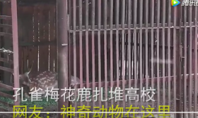 动物园还是高校？孔雀梅花鹿扎堆高校引发围观