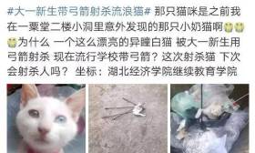 新生带弓箭射杀流浪猫 麻烦做个人好吗？
