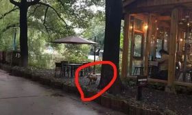 苏大校园惊现小狐狸觅食 成为校园新晋网红“苏妲己”
