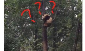 大学开“爬树课”？！网友：这是要上树收熊猫？ 