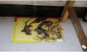 大学生死于出血热，传染源疑为老鼠，学校被列为疫区