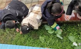 海安曲塘镇双楼幼儿园：精心呵护，快乐除草 