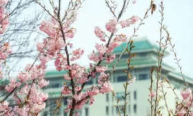 武汉大学的樱花开了！3月28日至30日将迎来盛花期
