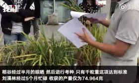 热点 | 大二男生校园里种杂交水稻，花了5个月成功！网友：再也不浪费粮食了！ 