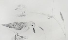 如东县举办沿海湿地师生博物画主题网络展播