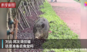 湖北武汉：大学内出现野猪遛崽，橡胶跑道奔跑，学校：保持冷静