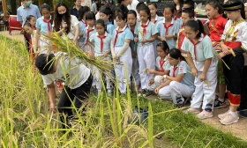 丰收佳节敬神农，北京八一学校师生收割京西稻，体验农耕文化