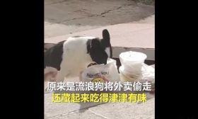 高校流浪狗叼走学生外卖藏起来吃，网友:一看就是惯犯