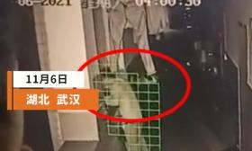 变态！男子凌晨进入大学女寝偷内裤，还将其套脸上