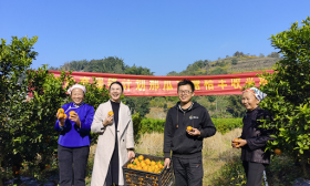 暖锋计划助力云南富宁乡村振兴，高顿教育砂糖橘项目“种”出成果