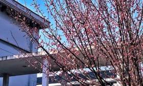 采撷春天送给你——江苏校园春景合集①