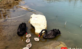 南京师范大学中北学院龙湖诞生了五只黑天鹅宝宝