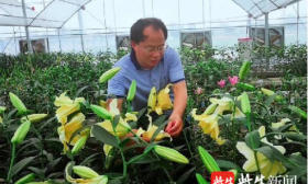 上新啦！菊花口红爆火后，南京农业大学又推出全套百合护肤品