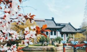 采撷春天送给你——江苏校园春景合集④