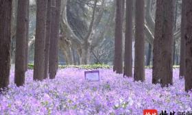 花开正好，南理工将在线上邀你“云赏二月兰”