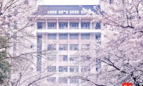 《中国樱前线2022》正式发布,我国南北方樱花花期最长相距五个多月